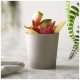 Vaso Americano Switch Renew 200