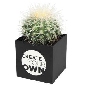 Maceta cactus Hey Pots