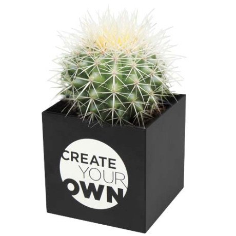 Maceta cactus Hey Pots