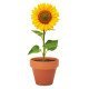 Maceta de terracota Sunflower