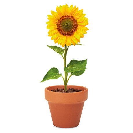 Maceta de terracota Sunflower