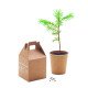 Set pino Growtree