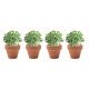 Kit cultivo Cress